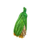 PIPSQUEAK Chew Seagrass Corn Cob