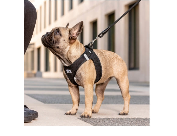 CURLI DOG HARNESS AIR-MESH BLACK 7 Sizes Available (Personalised Available for your Pets )